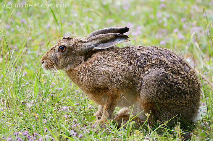 RODITORI E LAGOMORFI SELVATICI